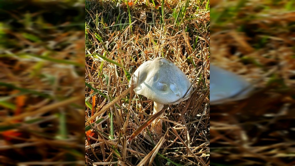 AKO SU VAM GLJIVE PREPLAVILE TRAVNJAK SAMO OVO POMAŽE Jedan začin je dobar u borbi protiv invazije na vaše dvorište
