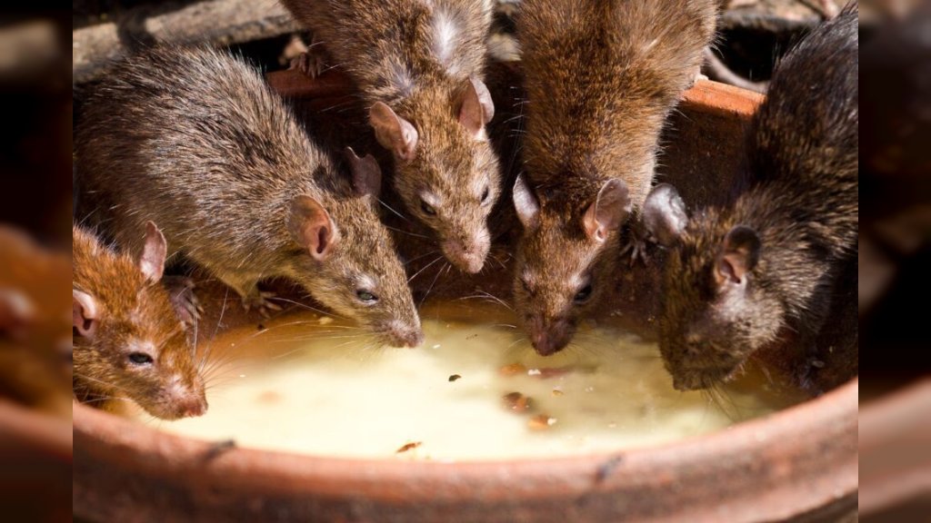 SVET STREPI OD HANTAVIRUSA, A OVIH PET MESTA GLODARI NAJVIŠE VOLE U KUĆI Evo kako da se osigurate