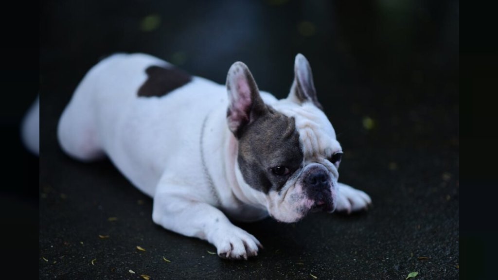 FRANCUSKI BULDOG PROGUTAO 55 KOMADA KREK KOKAINA Završio u bolnici na odvikavanju, vlasnica uhapšena! Nesvakidašnji slučaj u Brazilu