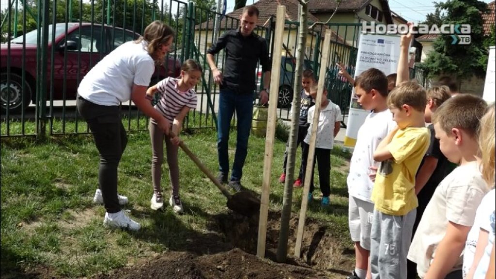 „HODAJUĆA ŠUMA” STIGLA U PETROVARADIN Četiri stabla dobila trajno mesto u dvorištu OŠ „Jovan Dučić”