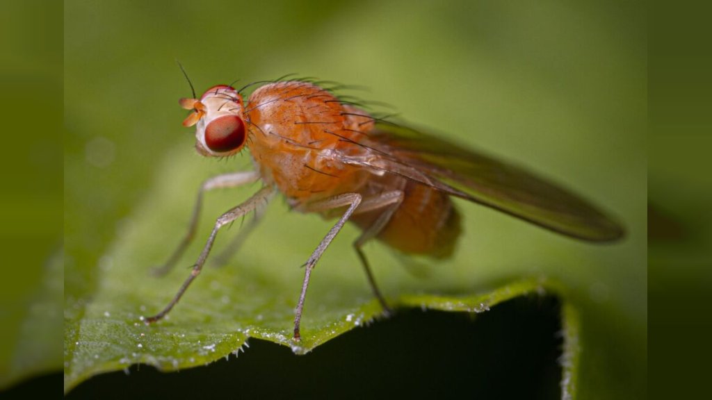 SIĆUŠNI INSEKTI KRVOPIJE STIGLI U SRBIJU! Pogledajte kako da zaštitite sebe i ljubimce od PEŠČANE MUŠICE