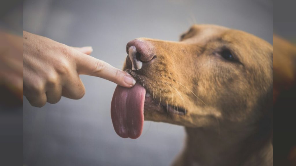VETERINARI UPOZORAVAJU Opekotine od sunca su izuzetno opasne po kućne ljubimce