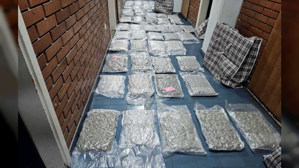 VELIKA AKCIJA NOVOSADSKE POLICIJE: Zaplenjeno 58,3 kilograma marihuane, jedna osoba uhapšena