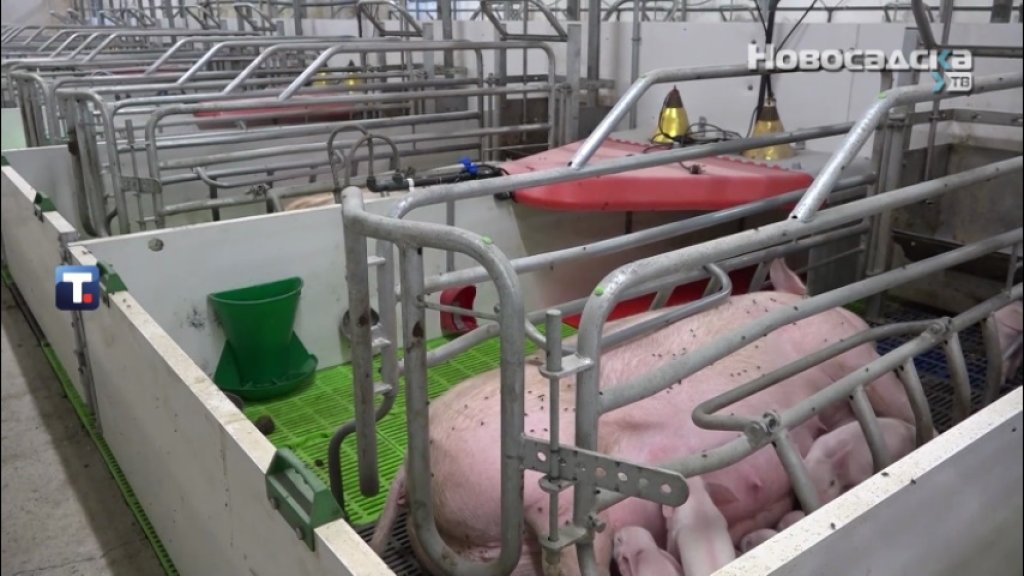 UPOZORENJE ZBOG AFRIČKE KUGE SVINJA Zaraženo područje proglašeno u Žablju, Čurugu, Đurđevu i Gospođincima