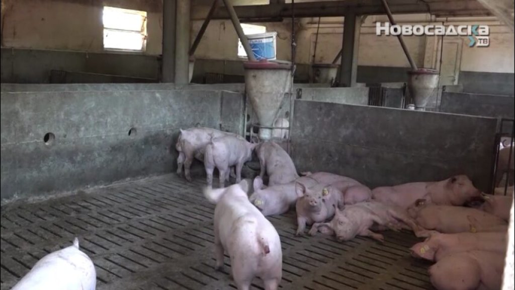 AFRIČKA KUGA SVINJA Bolest koja nema leka