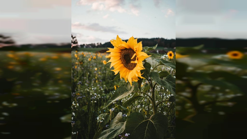 U JEDNOM DELU SRBIJE MAGLA, NA DRUGOM SUNCE Evo kakvo nas vreme očekuje do kraja dana