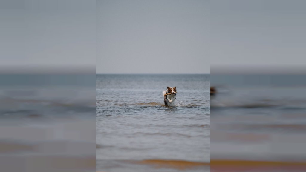 POSLE SVAKOG KUPANJA VREBA OPASNOST Ovih pet rasa pasa najosetljivije je tokom leta!