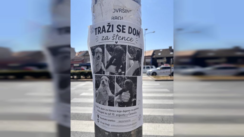 OGLAS NA STUBU U NOVOM SADU ODUŠEVIO GRAĐANE: Pet štenaca traži novi dom!
