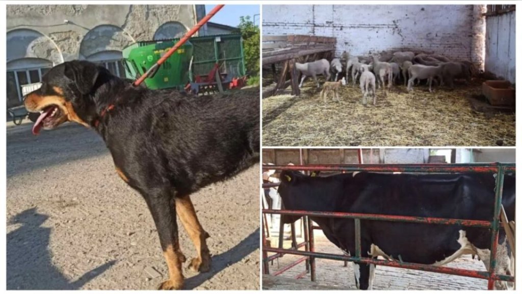 TAČKA NA SPEKULACIJE! Poljoprivredna škola u Futogu: Inspekcija utvrdila da životinje nisu ugrožene, slede tužbe zbog neistina