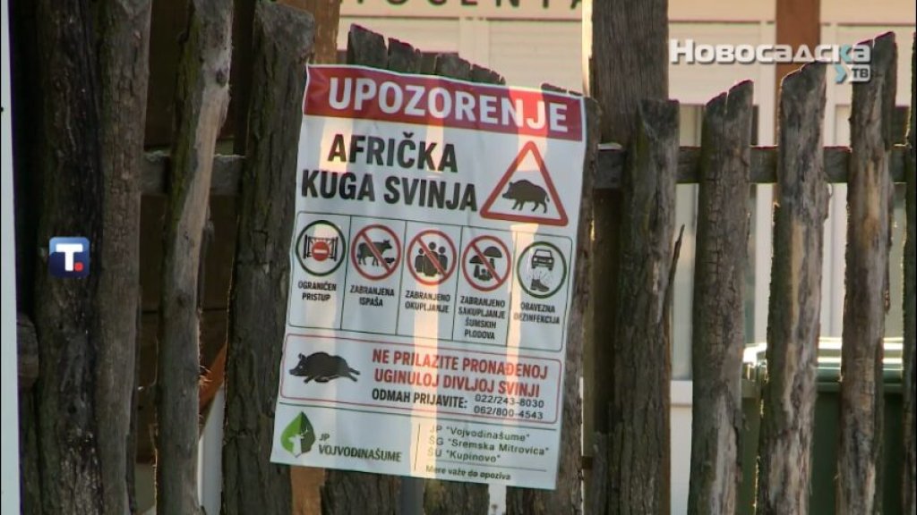 AFRIČKA KUGA HARA SRBIJOM Više od 36.000 svinja uginulo ili eutanazirano, kritično u Sremu