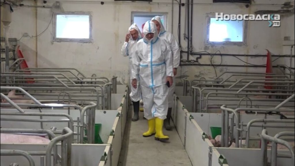AFRIČKA KUGA SVINJA NE POPUŠTA Više od 36.000 svinja uginulo ili eutanazirano