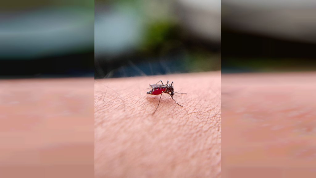 MALI TRIK ZA LETNJE VEČERI Ovaj sastojak iz kuhinje može da pomogne u borbi protiv komaraca