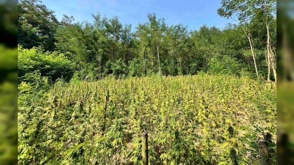 MUP: Zaplenjeno oko 30 kilograma marihuane, uhapšene dve osobe