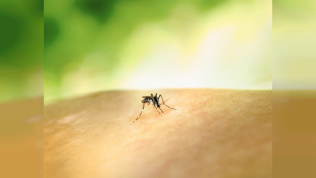 CIKLONIZACIJA: U toku tretmani protiv komaraca širom Novog Sada
