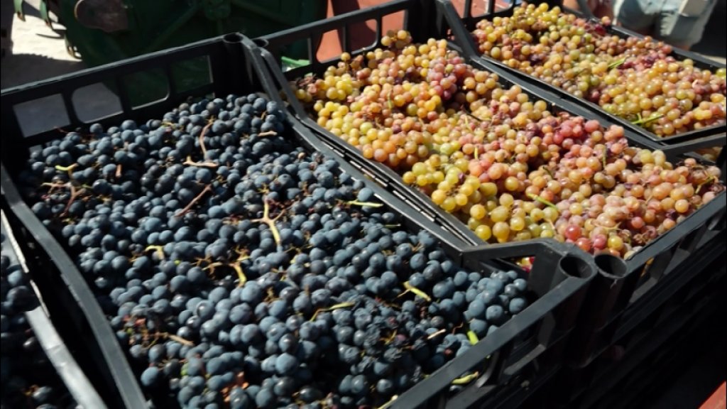 TRI DECENIJE VINA, OBIČAJA I TRADICIJE: U Banoštoru svečano otvoreni 30. „Dani grožđa”