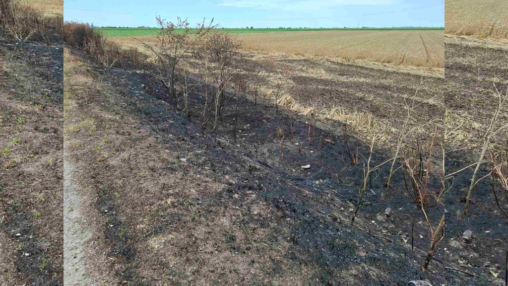 Za svaku osudu: U požaru uništeno gotovo dva kilometra vetrozaštitnog pojasa kod Bačke Topole