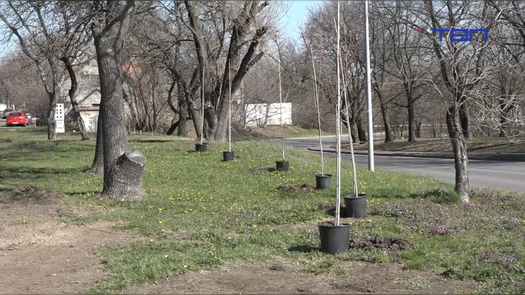 U Vršcu posađeni javori: Novi park i velika akcija pošumljavanja