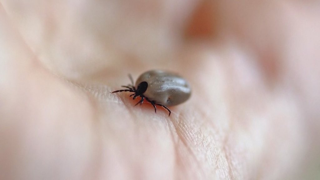 Počela sezona krpelja: Krpelja ukloniti odmah i pratiti mesto uboda