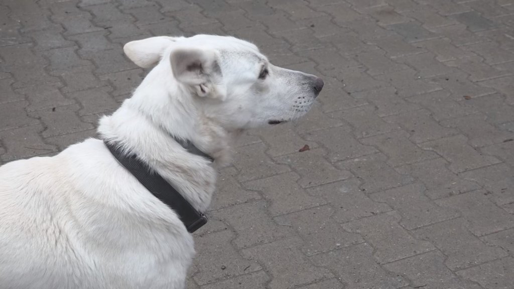Kako da zaštitite ljubimce tokom tropskih vrelih dana