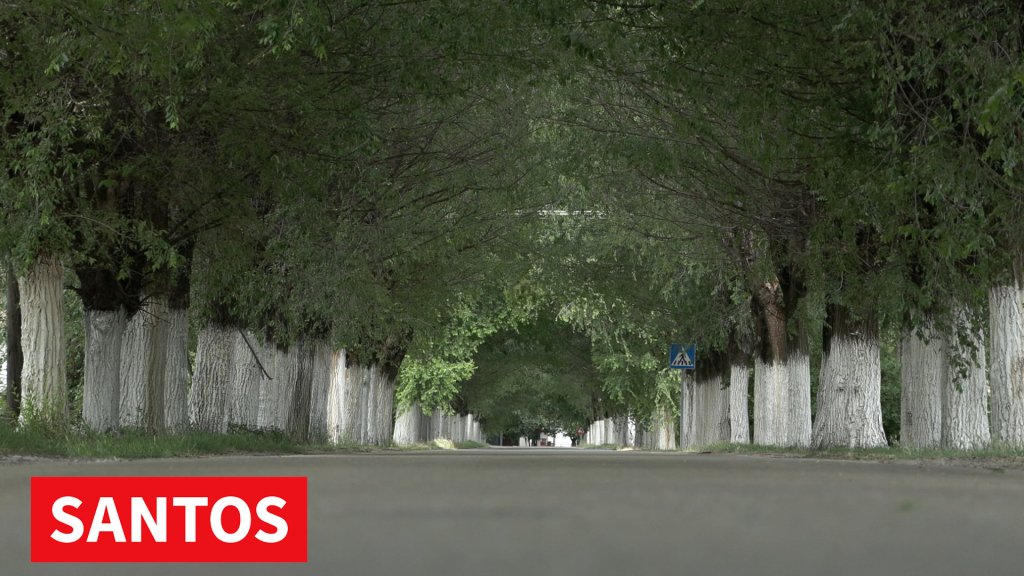 Beloblatski drvored čini centralnu ulicu ovog sela jednom od najlepših u Srbiji