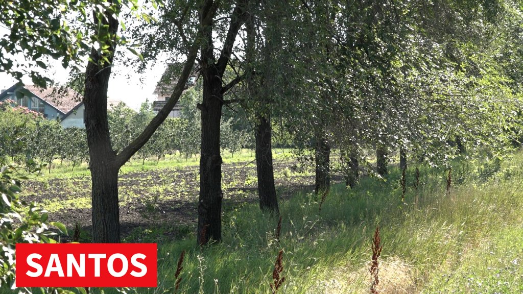 Obezbeđena sredstva za novi vetrozaštitni pojas
