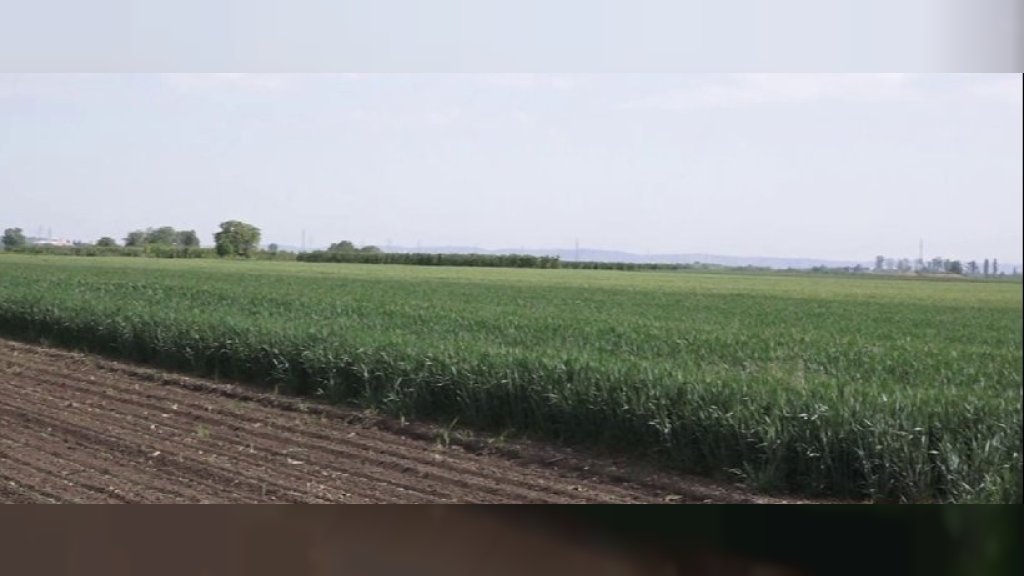 Šećerna repa već niče, ratari nastavljaju sa setvom suncokreta i kukuruza