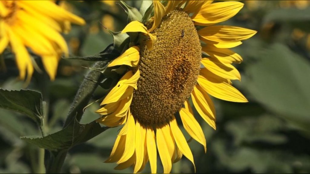 Suncokret  u završnoj fazi cvetanja