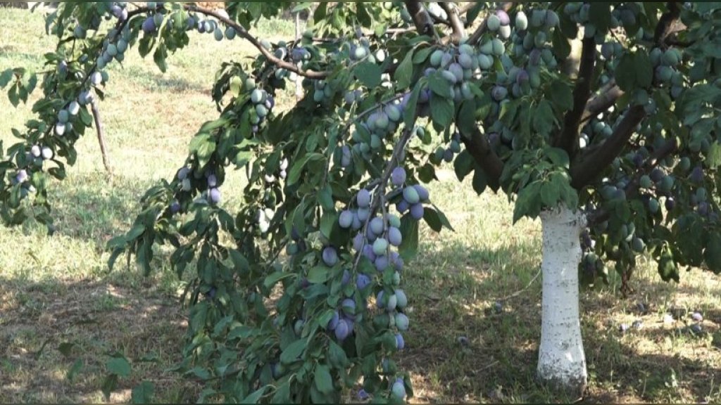 Kad se trud isplati – voćnjaci puni plodova