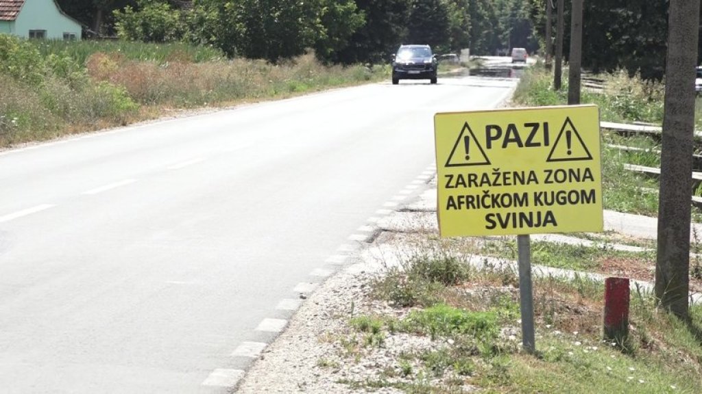 Afrička kuga ostavila PRAZNE obore: Susedna opština Ruma trenutno jedno od najvećih žarišta u Srbiji
