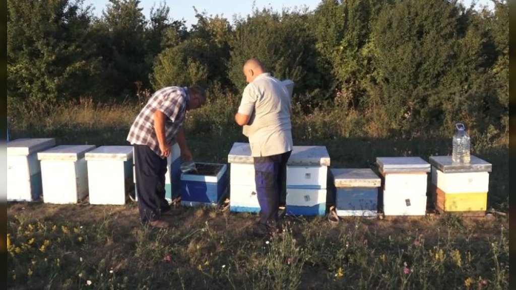 Šta pčela radi kada je napolju 40 stepeni?