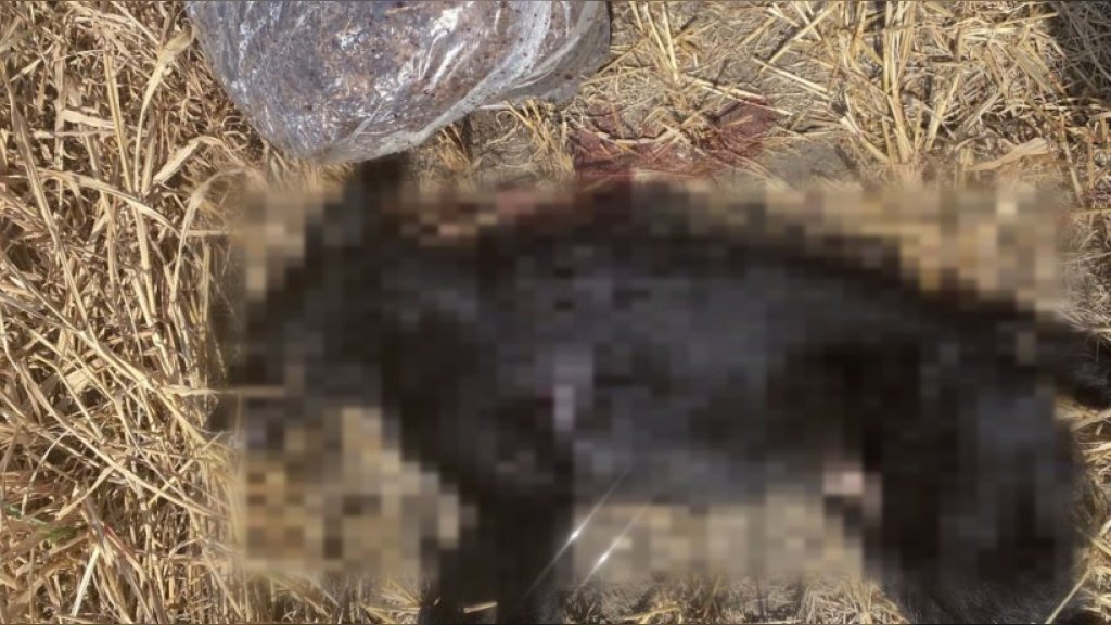 Ustreljen pas u ataru između Vojke i Nove Pazove, kolika je kazna za ubistvo životinje?