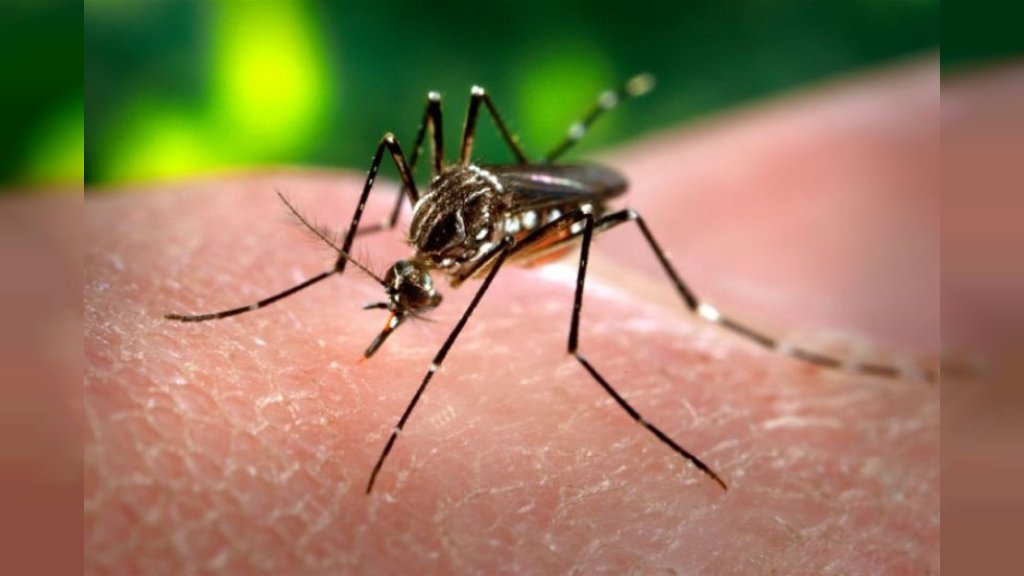Virus Zapadnog Nila registrovan i u Srbiji: U Stari Pazovi za sada nema obolelih