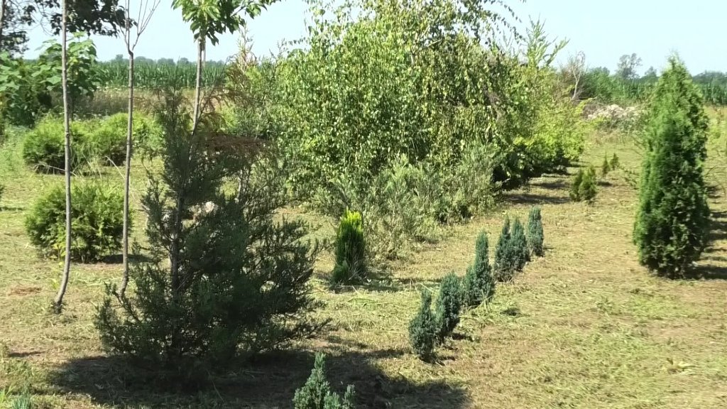 Bogata ponuda u rasadniku JAZIP-a