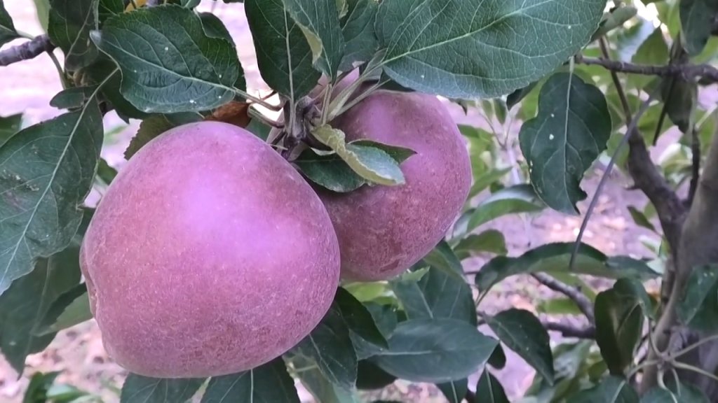 Počela berba ranih sorti jabuka 