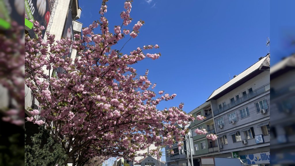 Proleće u punom sjaju: Procvetala japanska trešnja u centru grada