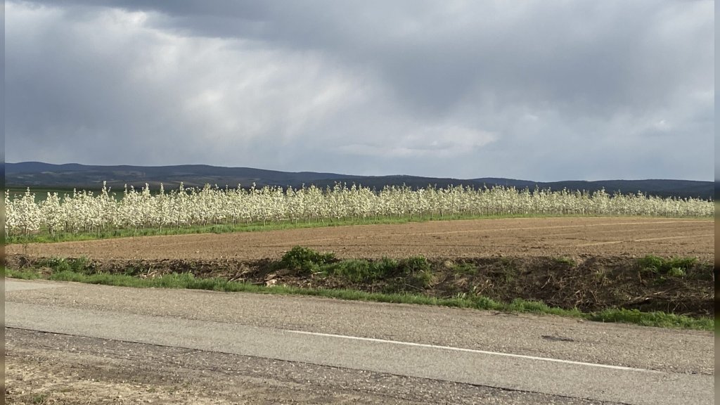Narandžasti meteoalarm za Bačku Palanku: RHMZ upozorava na nevreme, grad i jak vetar