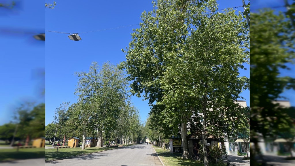 Počinje zaštita platana na teritoriji grada