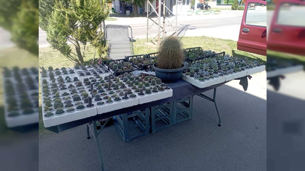 Bogata izložba i dobro druženje na sedmoj "Kaktusijadi" u Paragama