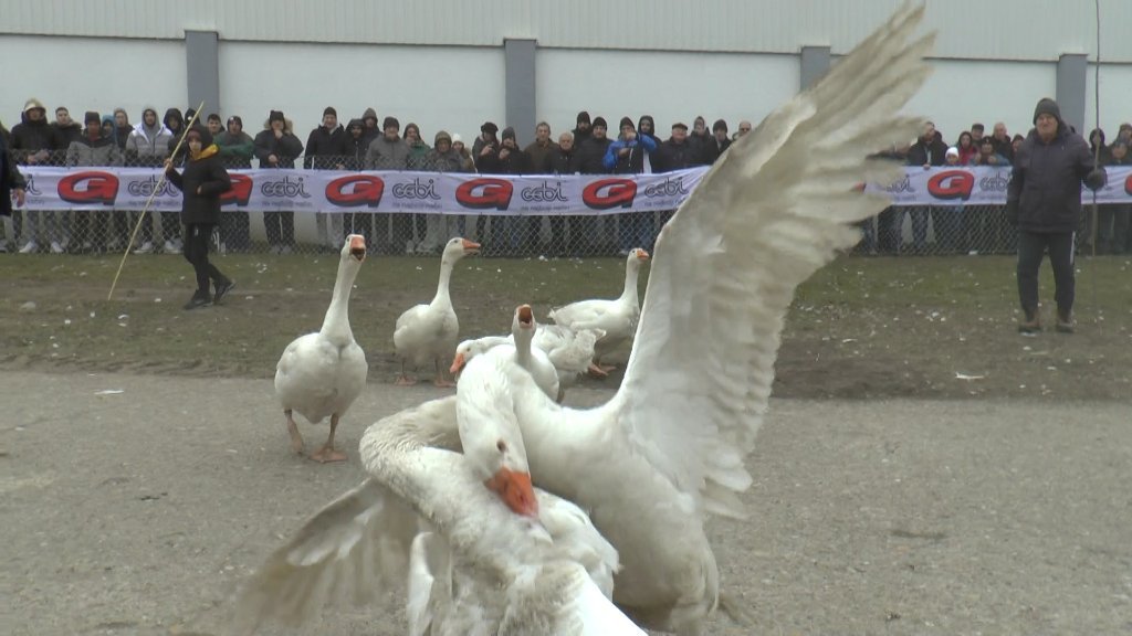 Održano 39. svetsko prvenstvo u borbi gusana u Mokrinu