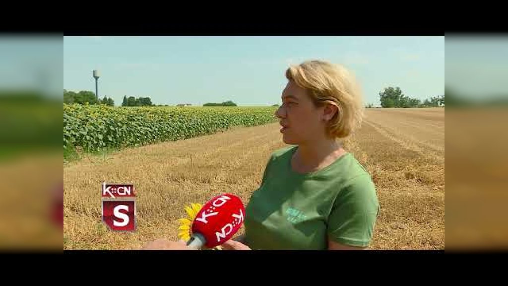 Stanje suncokreta