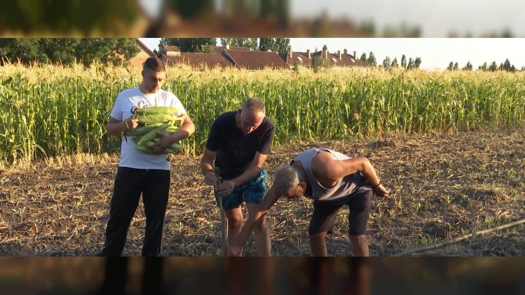 Porodica Karanović iz Banatskog Velikog Sela među retkim proizvođačima kukuruza šećerca