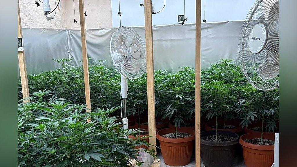 Otkrivene ilegalne laboratorije za proizvodnju kanabisa