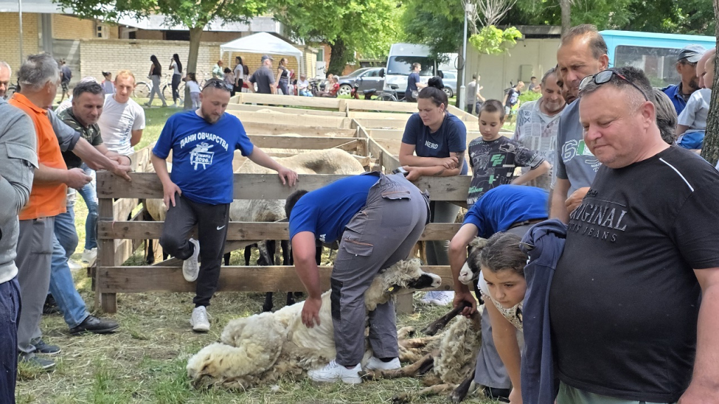 1779543268627_z43vawmts_Dani ovčarstva u Kumanu 2026 - 23.5.2026. - 7.jpg