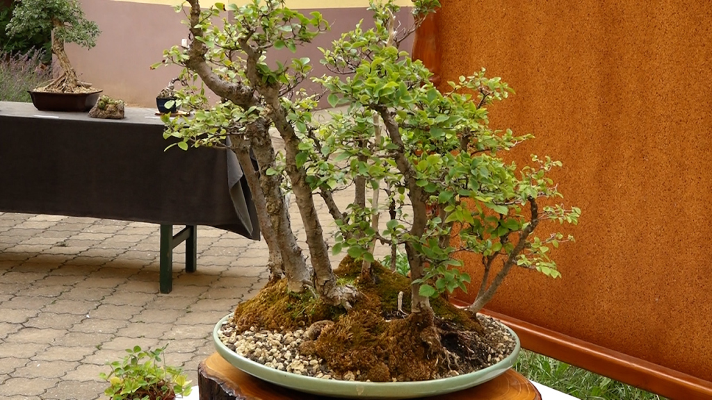 1781868782785_prbhgtw72_bonsai 19jun 03.jpg