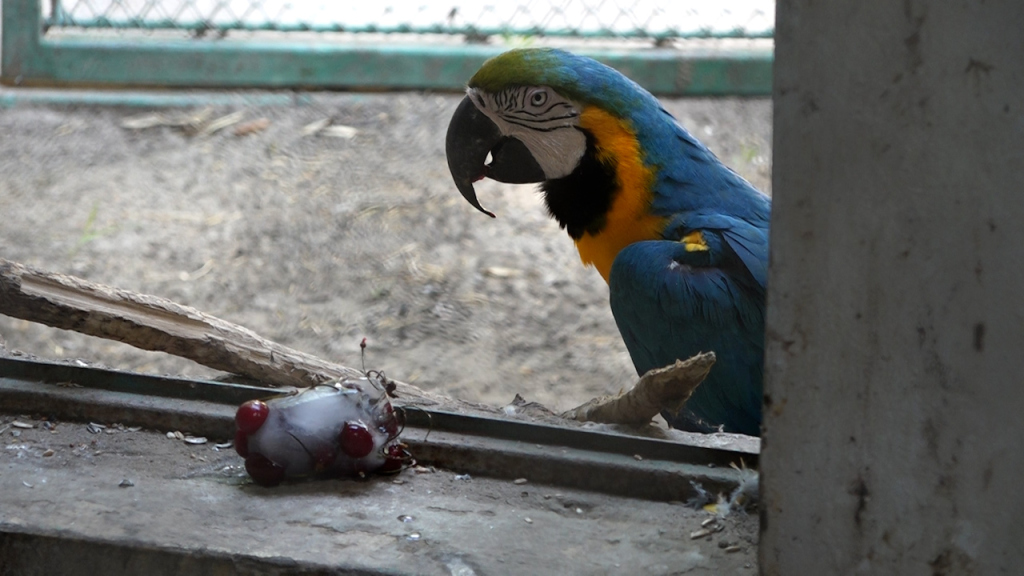 1784284774802_dh0ctfx42_zoo 17jul 04.jpg