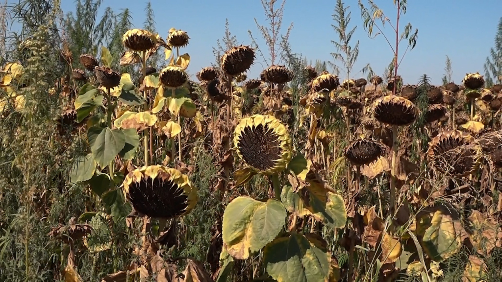 1789029377633_dqubwspao_hajnalka 10sept 06.jpg